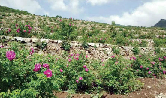 ManBetX(万博体育)APP官网|英超狼队和水晶宫全球赞助同伴